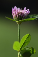 Trifolium pratense pratense
