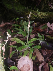Goodyera sechellarum