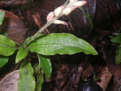 Goodyera sechellarum