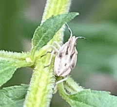 Belonochilus numenius