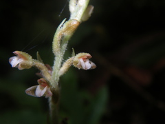 Goodyera sechellarum