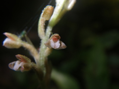Goodyera sechellarum