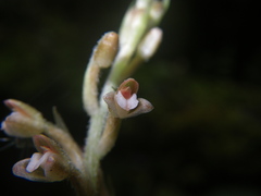 Goodyera sechellarum