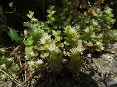 Phedimus stellatus