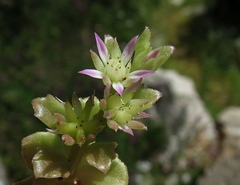 Phedimus stellatus