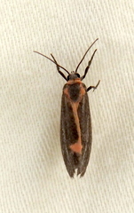 Cisthene striata