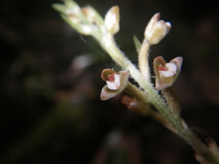 Goodyera sechellarum
