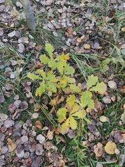 Quercus robur