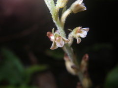 Goodyera sechellarum