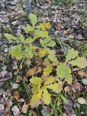 Quercus robur