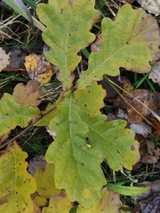 Quercus robur