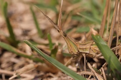 Truxalis nasuta