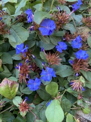 Ceratostigma plumbaginoides