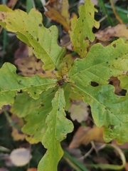 Quercus robur