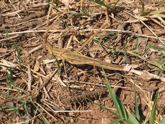Truxalis nasuta