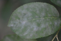 Podosphaera amelanchieris