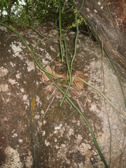 Vanilla phalaenopsis