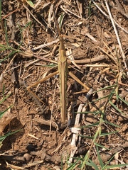 Truxalis nasuta