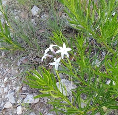 Amsonia ciliata texana