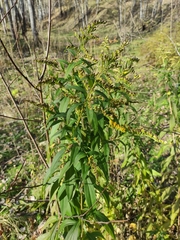Solidago gigantea