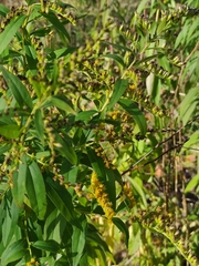 Solidago gigantea