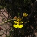Trichocentrum caatingaense - Photo (c) Víctor de Paiva, some rights reserved (CC BY-NC-ND), uploaded by Víctor de Paiva