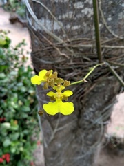 Trichocentrum caatingaense