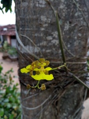 Trichocentrum caatingaense