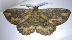 Microcalicha nigrescens