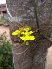 Trichocentrum caatingaense