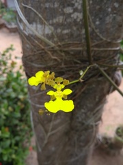 Trichocentrum caatingaense