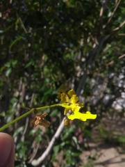 Trichocentrum caatingaense