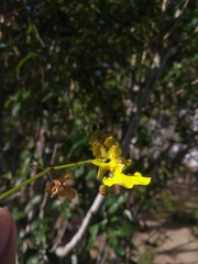Trichocentrum caatingaense