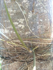 Trichocentrum caatingaense