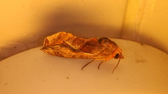 Oraesia emarginata