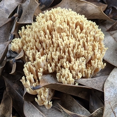 Ramaria stricta