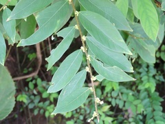 Bridelia verrucosa