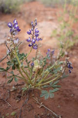 Lupinus pusillus pusillus
