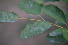 Podosphaera amelanchieris