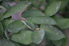 Podosphaera amelanchieris