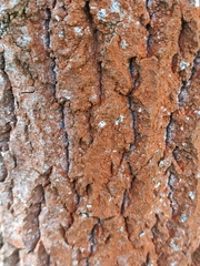 Steccherinum ochraceum