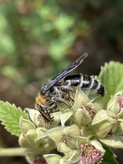 Cathimeris lachesis