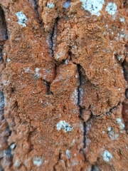 Steccherinum ochraceum