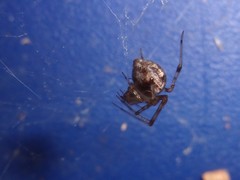 Parasteatoda tepidariorum