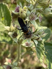 Cathimeris lachesis