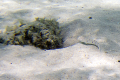 Valenciennea longipinnis