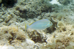 Scolopsis monogramma