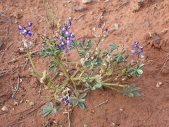 Lupinus pusillus pusillus