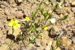 Linum trigynum