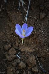 Crocus kotschyanus